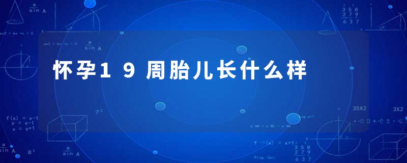 怀孕19周胎儿长什么样