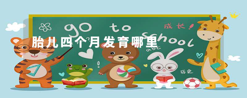 胎儿四个月发育哪里