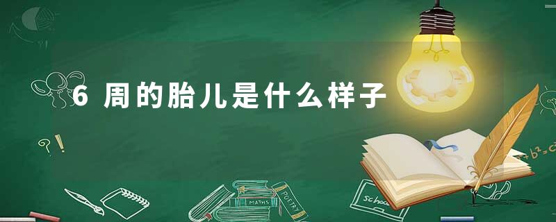 6周的胎儿是什么样子