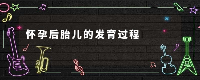 怀孕后胎儿的发育过程